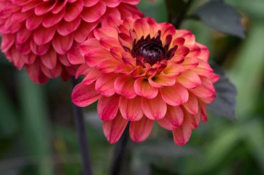 Güneşli yaz gününde bahçede yetişen güzel çiçekler. 