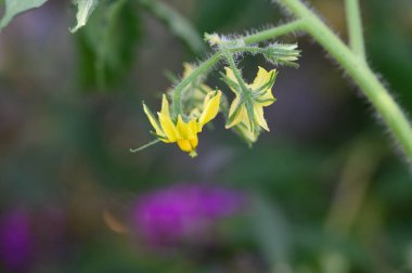 Güneşli yaz gününde bahçede yetişen güzel çiçekler. 