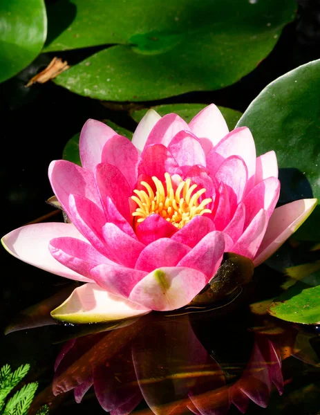 Bela Flor Lótus Crescendo Lagoa Dia Verão — Fotografia de Stock