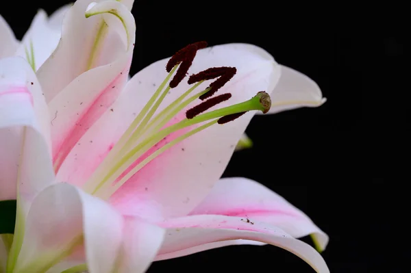 Vacker Lilja Blomma Mörk Bakgrund Sommar Koncept Nära Utsikt — Stockfoto