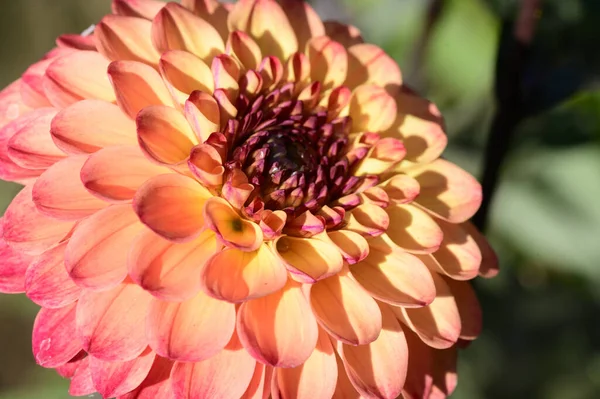 Красивый Цветок Растет Открытом Воздухе Саду Вид Крупным Планом — стоковое фото