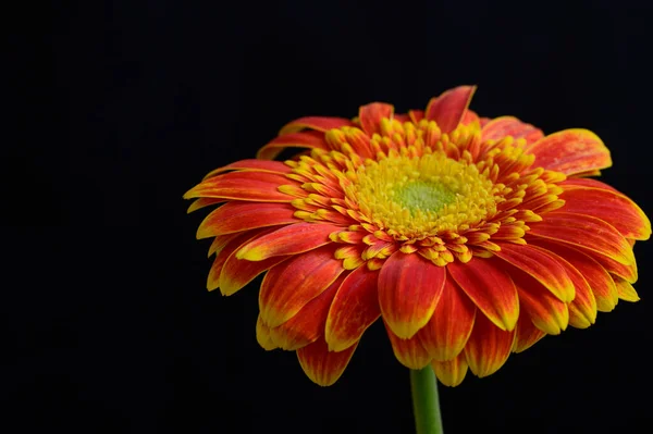 Belle Fleur Sur Fond Sombre Concept Été Vue Rapprochée — Photo