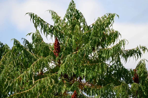 Мальовничий Вид Красиві Гілки Дерева Зеленим Листям Квітами Сонячний День — стокове фото