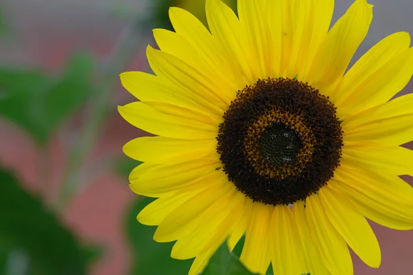 Indah Bunga Matahari Tumbuh Padang Rumput Pada Musim Panas Hari — Stok Foto