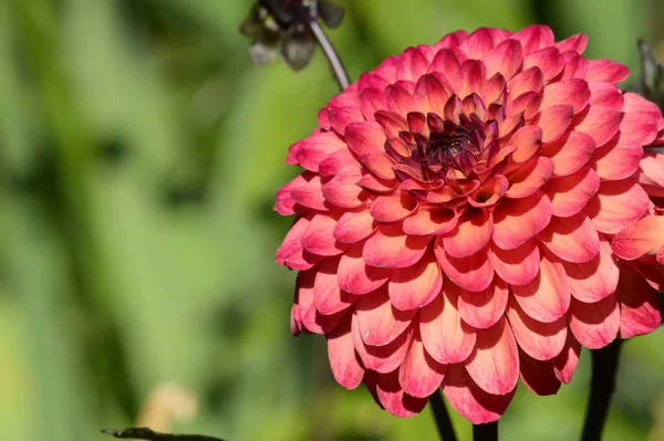 Belle Fleur Poussant Plein Air Dans Jardin Vue Rapprochée — Photo