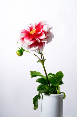 Vazodaki parlak güzel çiçek ışık arka planda, yaz konsepti, yakın görüş  