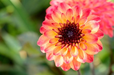 Güneşli yaz gününde bahçede yetişen güzel çiçekler. 