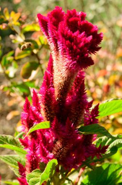 Bahçede büyüyen güzel bir çiçek, yakın çekim manzarası.
