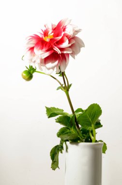 Vazodaki parlak güzel çiçek ışık arka planda, yaz konsepti, yakın görüş  