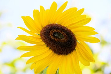 Yazın güneşli bir günde çayırda yetişen güzel ayçiçeği, bulanık bir arka plan. 