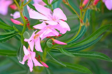 Bahçe bahçesinde büyüyen güzel çiçekler güneşli yaz gününde, girdaplı fotoğraf efekti 