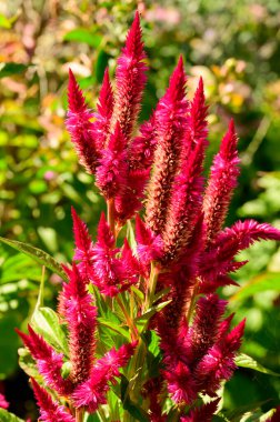 Güneşli yaz gününde bahçede yetişen güzel çiçekler. 
