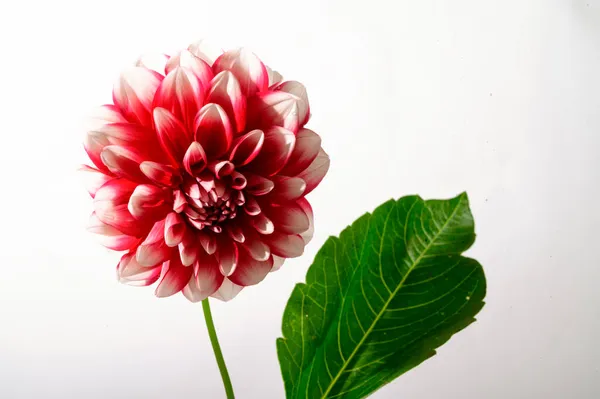 Hell Schöne Blume Auf Hellem Hintergrund Sommerkonzept Nahsicht — Stockfoto