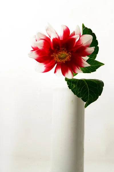 Bright Beautiful Flower Vase Light Background Summer Concept Close View — Stock Photo, Image