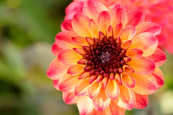 Belle Fleur Poussant Plein Air Dans Jardin Vue Rapprochée — Photo