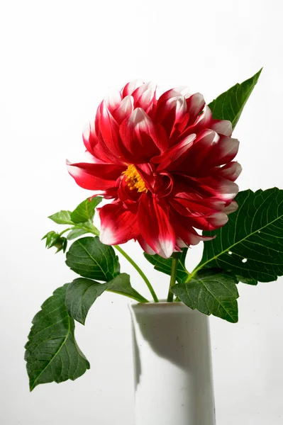 Jasná Krásná Květina Váze Světlém Pozadí Letní Koncept Zblízka — Stock fotografie