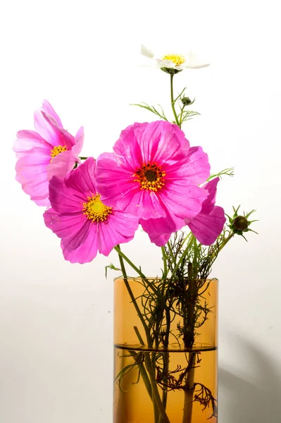 Helle Schöne Blumen Der Vase Auf Hellem Hintergrund Nahsicht — Stockfoto
