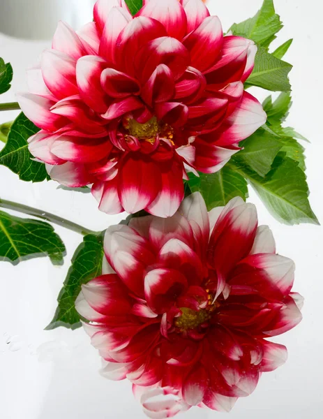 Schöne Blume Reflektiert Spiegel Isoliert Auf Weißem Hintergrund Nahsicht — Stockfoto