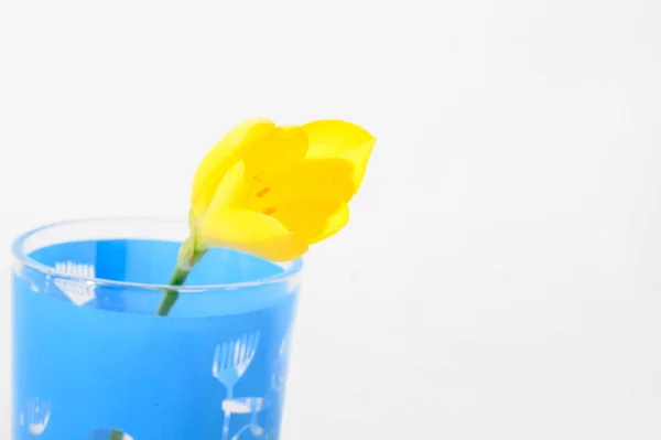 Яскрава Красива Квітка Кроку Склі Світлому Фоні Літня Концепція Вид — стокове фото