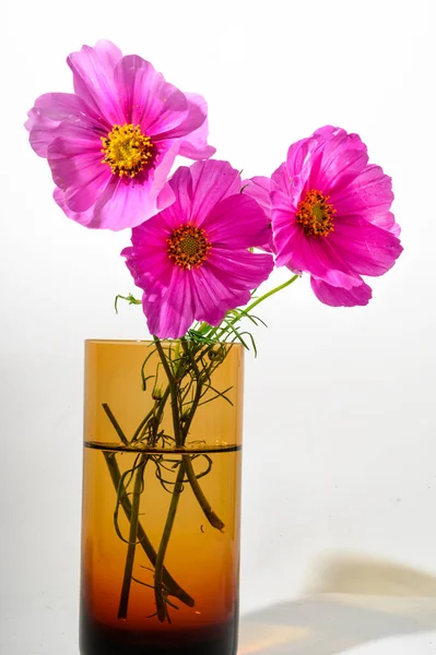 Flores Bonitas Brilhantes Vaso Fundo Claro Vista Próxima — Fotografia de Stock