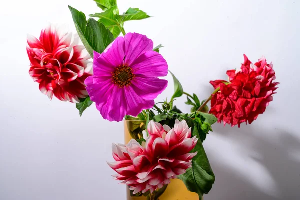 Işık Arkaplanındaki Vazoda Parlak Güzel Çiçekler Yakın Görünüm — Stok fotoğraf