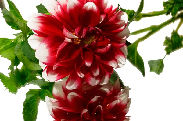 Belas Flores Narcisos Fundo Luz Conceito Primavera Vista Perto — Fotografia de Stock