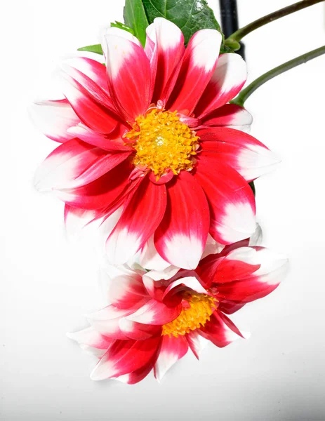 Beautiful Flower Reflecting Mirror Isolated White Background Close View — Stock Photo, Image