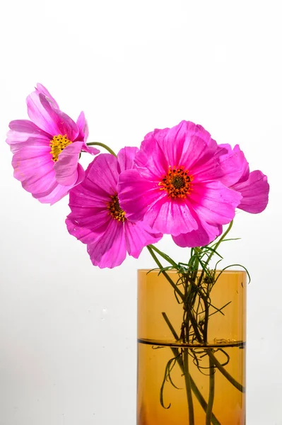Belles Fleurs Lumineuses Dans Vase Sur Fond Clair Vue Rapprochée — Photo