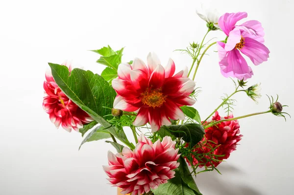 Flores Bonitas Brilhantes Vaso Fundo Claro Vista Próxima — Fotografia de Stock