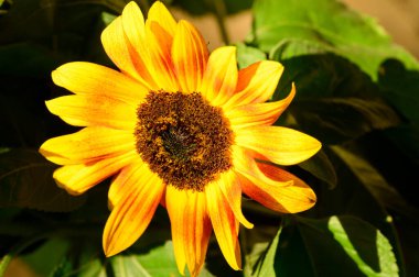 Bahçede büyüyen güzel ayçiçeği, yakın çekim manzarası.