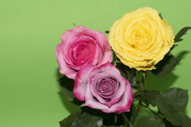 Parlak arka planda güzel güller, yaz konsepti, yakın manzara  