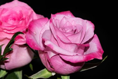 Koyu arkaplanda güzel güller, yaz konsepti, yakın manzara  