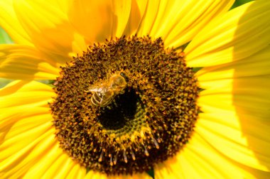Arı tozlaşır güzel ayçiçeği bahçede büyür, yakın çekim manzarası