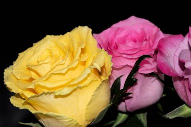 Koyu arkaplanda güzel güller, yaz konsepti, yakın manzara  