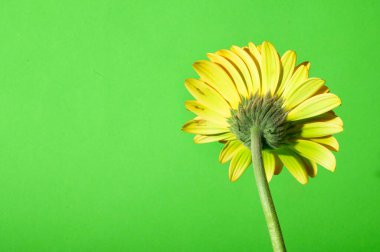 Parlak arka planda güzel Gerbera çiçeği, yaz konsepti, yakın görüş  