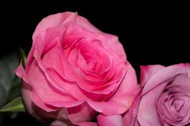 Koyu arkaplanda güzel güller, yaz konsepti, yakın manzara  