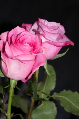 Koyu arkaplanda güzel güller, yaz konsepti, yakın manzara  