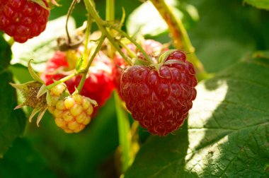 Olgun ahududulu çalı, yakın görüş, yaz konsepti 
