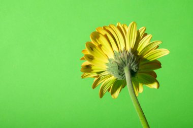 Parlak arka planda güzel Gerbera çiçeği, yaz konsepti, yakın görüş  