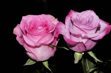 Koyu arkaplanda güzel güller, yaz konsepti, yakın manzara  