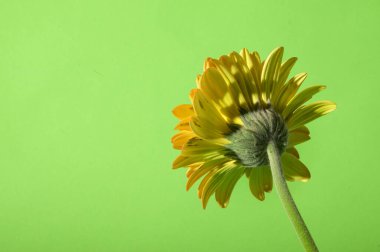 Parlak arka planda güzel Gerbera çiçeği, yaz konsepti, yakın görüş  