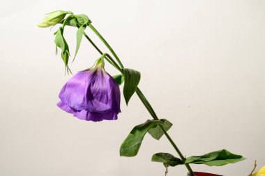 Aydınlık arka planda parlak güzel çiçek, yaz konsepti, yakın görüş  