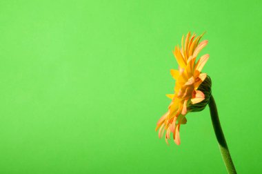 Parlak arka planda güzel Gerbera çiçeği, yaz konsepti, yakın görüş  