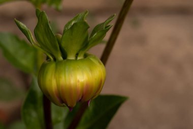 Bahçede büyüyen güzel bir çiçek, yakın çekim manzarası.