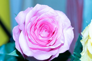 Parlak arka planda güzel güller, yaz konsepti, yakın manzara  