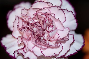 Parlak arka planda güzel karanfil çiçeği, yaz konsepti, yakın görüş  