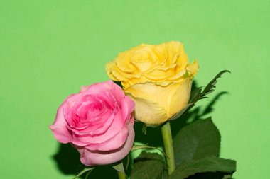 Parlak arka planda güzel güller, yaz konsepti, yakın manzara  