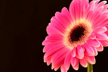 Karanlık arka planda güzel Gerbera çiçeği, yaz konsepti, yakın görüş  