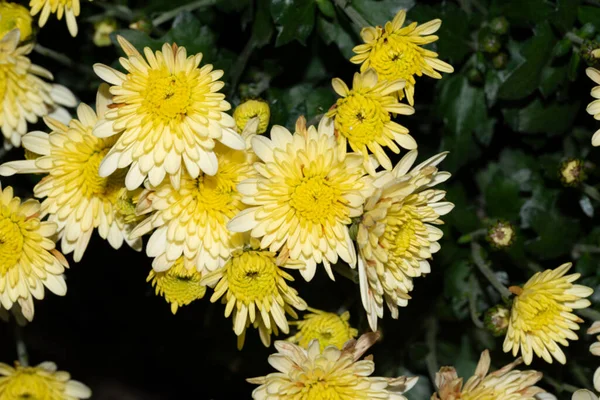 Schöne Blumen Wachsen Freien Garten Nahaufnahme Ansicht — Stockfoto