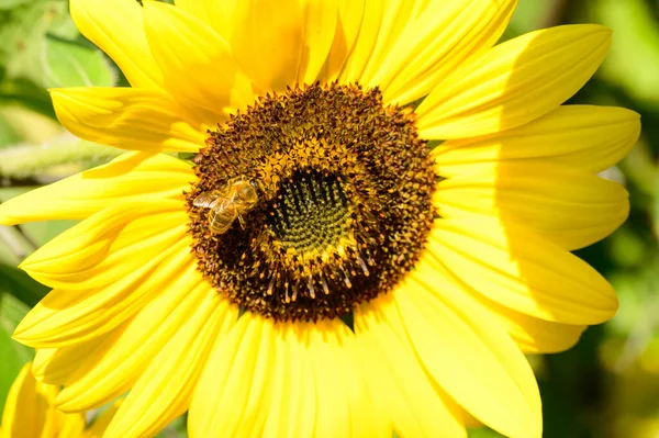 Abeja Polinizando Hermoso Girasol Creciendo Aire Libre Jardín Vista Primer — Foto de Stock